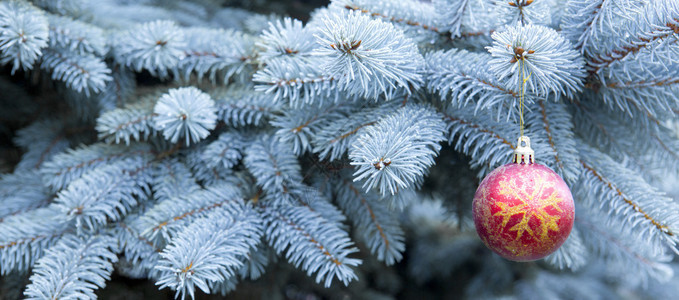 蓝松树枝和红色圣诞球图片