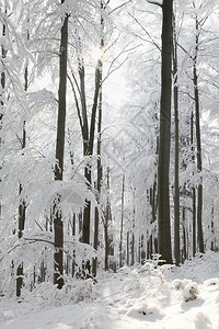 阳光明媚的清晨在寒冷的冬季雪林中覆盖图片