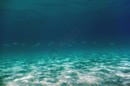 沙质海底水下背景背景图片