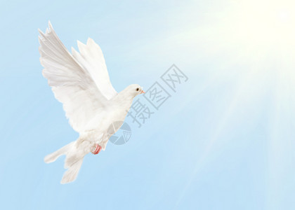 鸽子与太阳在蓝天飞翔的照片图片