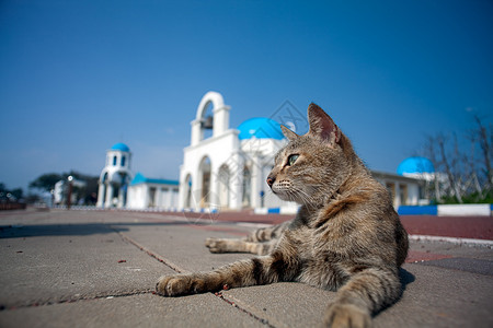 趴在地上的猫咪图片