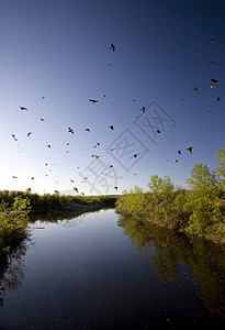 伦德尔萨斯喀彻温河和桥附近的燕群背景