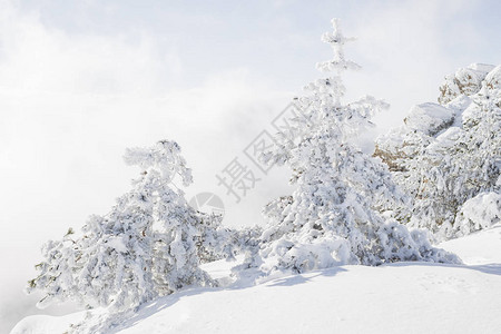 冬山雪中冻冷杉树图片