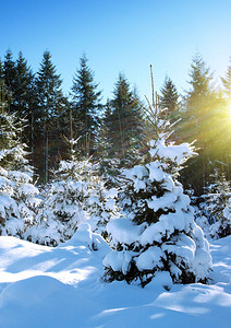 冬季风景有雪树和阳光图片