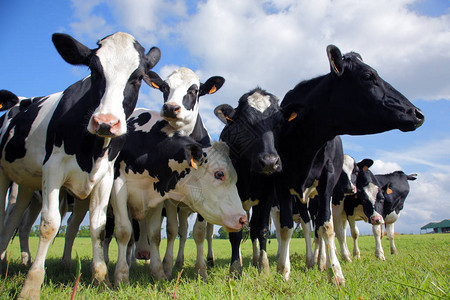 荷斯坦奶牛在草地上图片