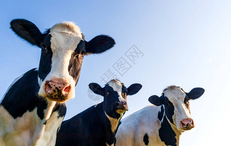 牧草中的霍斯坦奶牛在蓝色天背景图片