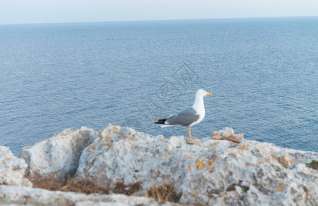 海鸥在岩石上有海洋背景图片