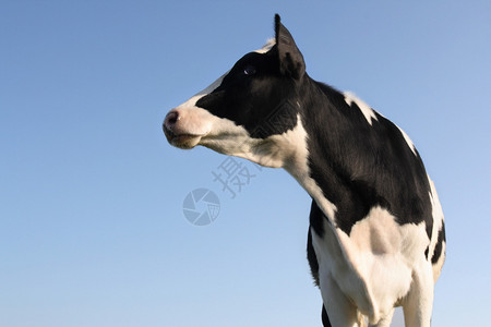 在蓝天下侧身看的母牛背景图片