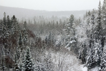 冬松林全景图片