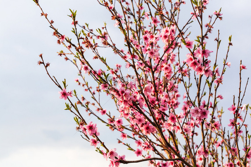 春晚有灰色天空背景的桃树枝上图片