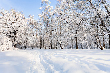 莫斯科市的雪景蒂米里亚泽夫斯基森林公园在阳光明图片