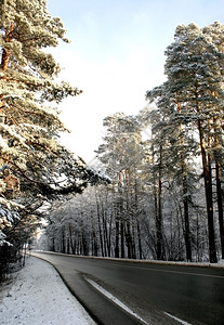 白雪皑的森林中的道路图片