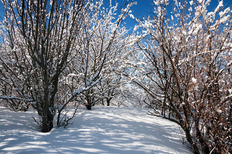 有苹果树的冬季花园图片