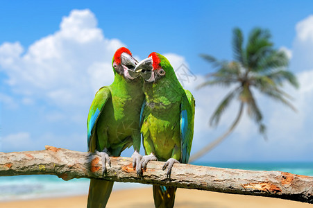 淡蓝的天空白沙滩上的树枝上站着两只鹦鹉图片