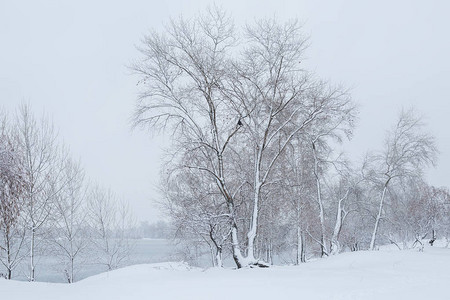 美丽的冬季景观场景与冰冻的树木背景图片