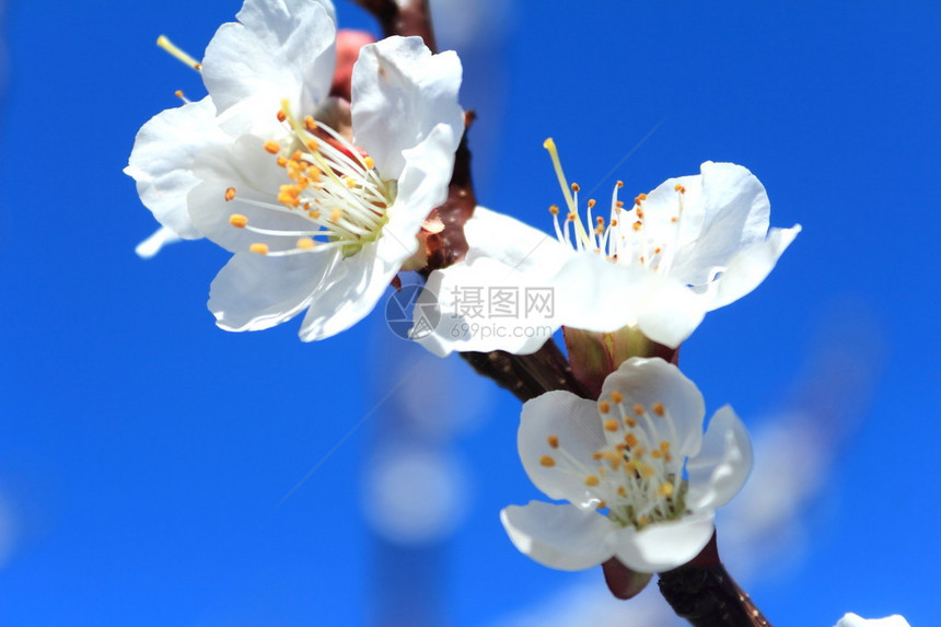 蓝天背景的一枝白杏花之枝图片