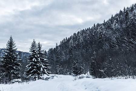 冬季雪松的喀尔巴阡山脉风景秀丽图片