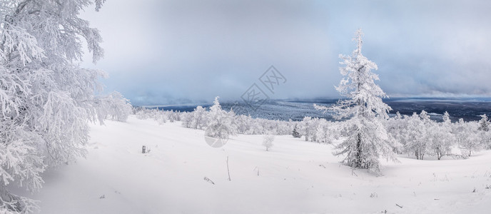 雪全景覆盖的树木图片