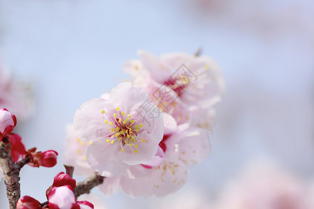 日本大阪的梅花图片