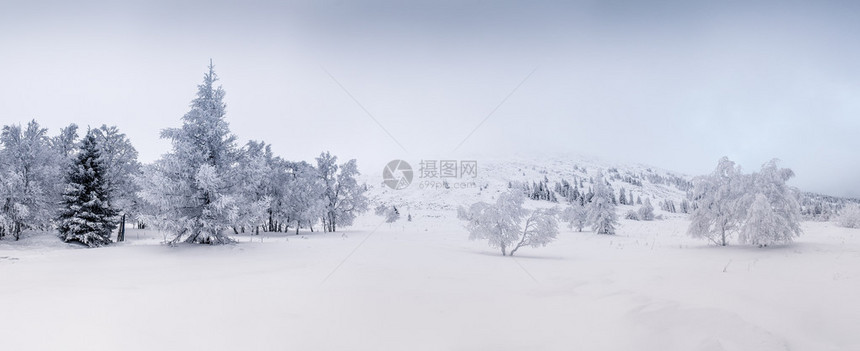 雪全景覆盖的树木图片