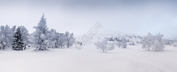 雪全景覆盖的树木图片