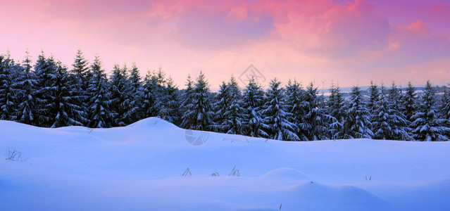 美丽的冬季风景有雪覆盖树木和图片