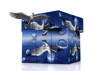 海鸥从3D盒子里飞出图片