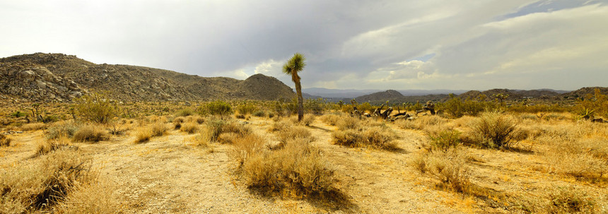 JoshuaTree公园的全景照片图片