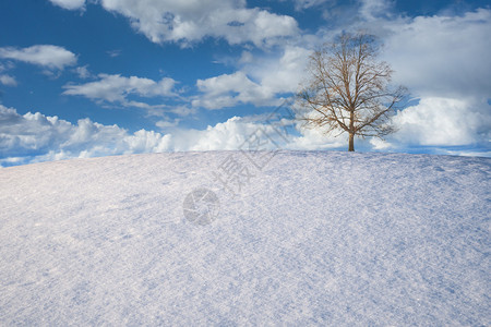 蓝天白云树木光秃的冬季景观图片