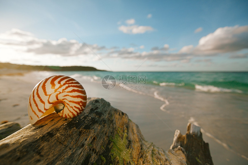 金色沙滩上的鹦鹉螺贝壳夕阳柔和的海浪图片