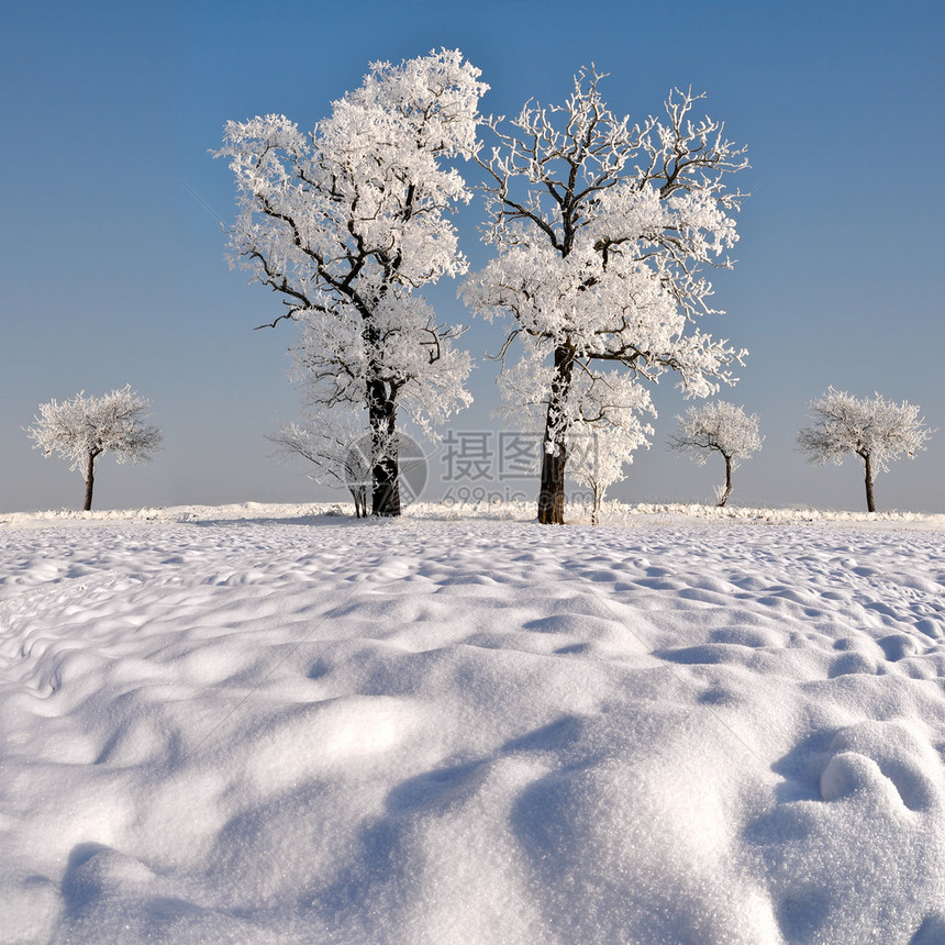 美丽的冬季景观与树木图片