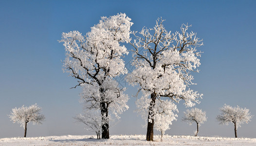 美丽的冬季景观与树木图片