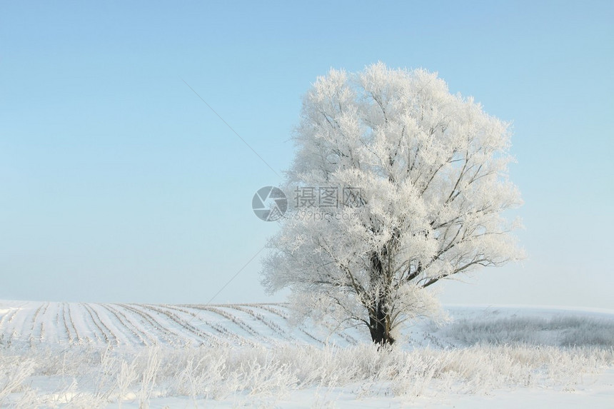 在12月阳光明媚的清晨冬橡树被冰冻图片