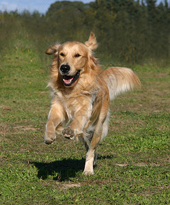 美丽奔跑的金毛猎犬肖像可爱的猎犬图片