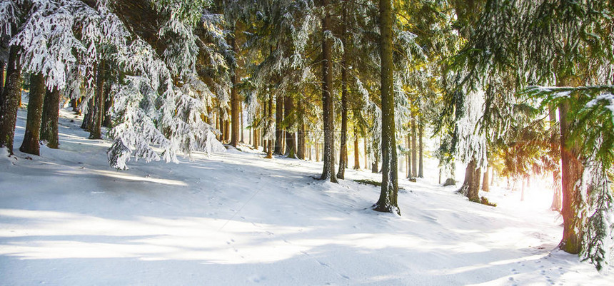 冬季森林景观有霜图片