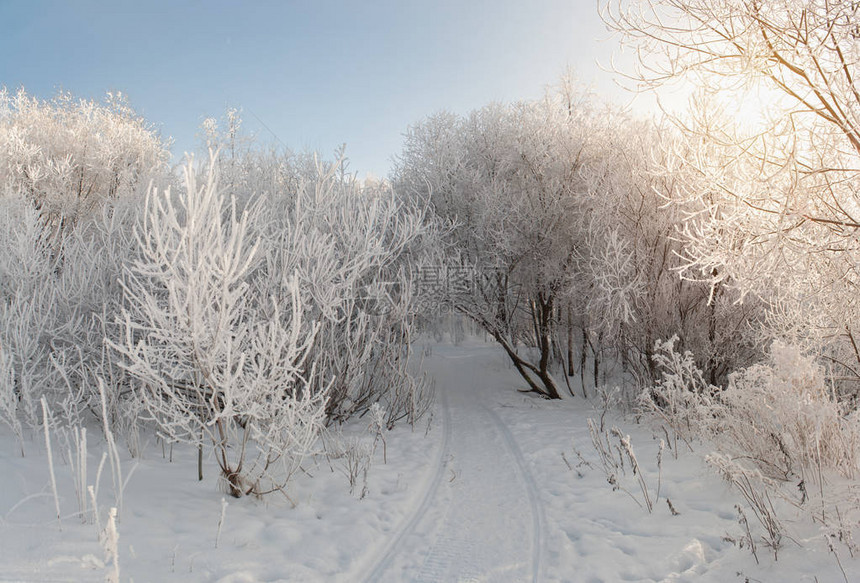 阳光明媚的冬日雪中的树木图片