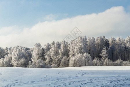 冬季森林有厚的雪层和多图片