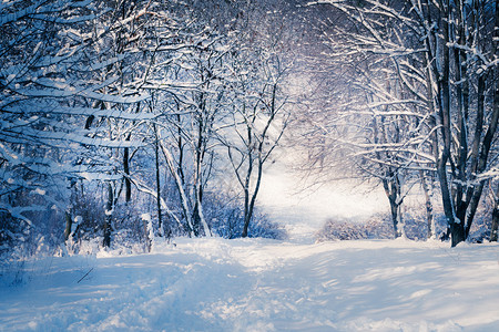 雪林中的冬季风景图片