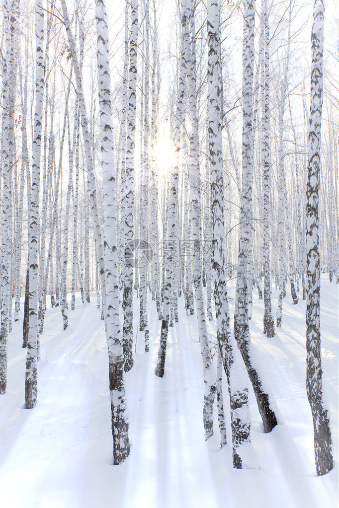 白雪覆盖的白桦林和阳光图片