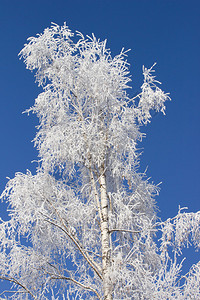 温冬故事和蓝天图片