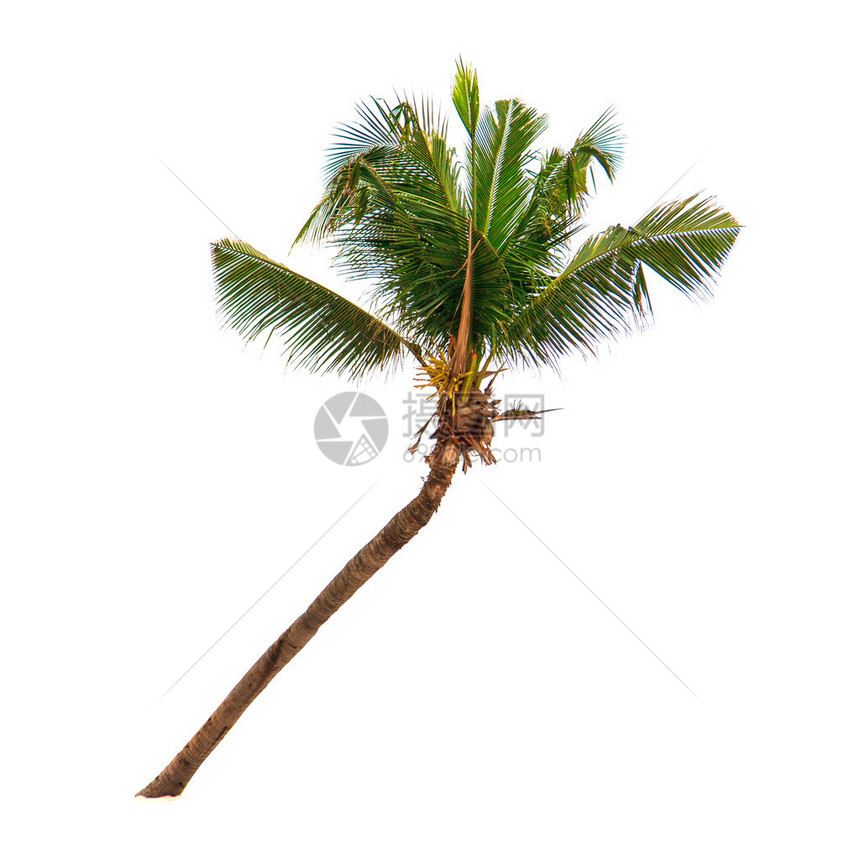 白色背景上的椰子棕榈树图片