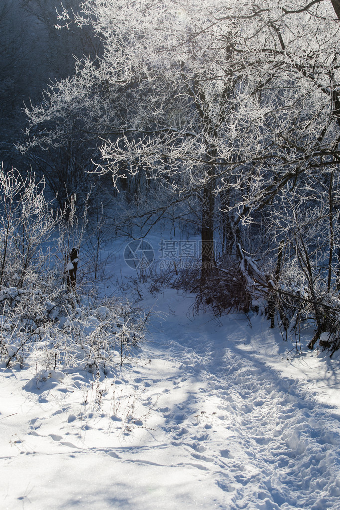 与白雪皑的森林的冬季景观图片