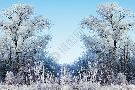冬季背景前景中有冰冷的树枝图片