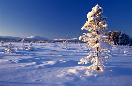 美丽的冬天风景阳光中图片