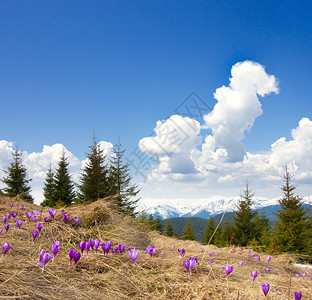 在山上的春天风景与第一朵番红花乌克兰图片