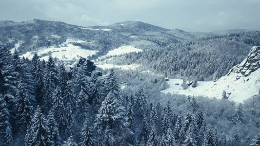 在立陶宛冬季暴风雪过后积雪覆盖长青树图片