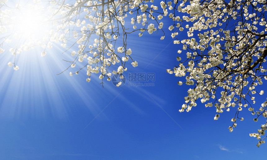 樱花盛开蓝天图片