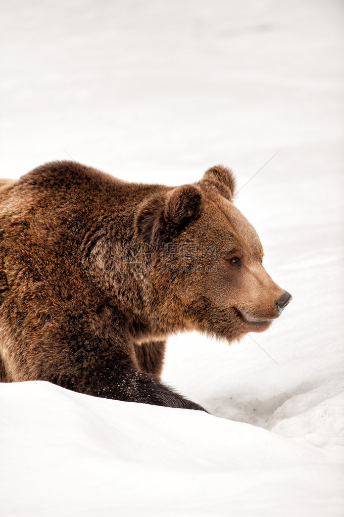 棕熊灰熊在雪地背景中向你走来图片