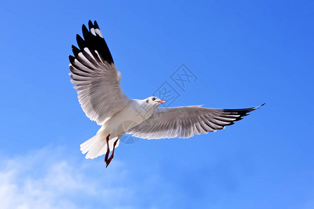 海鸥在蓝天上飞行图片