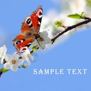 在野樱花的孔雀蝴蝶反对蓝天背景与易于移动的文本关背景图片